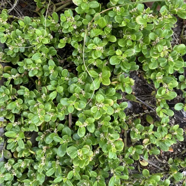 thumbnail for publication: Alternanthera maritima: Alternanthera, Seaside Joyweed